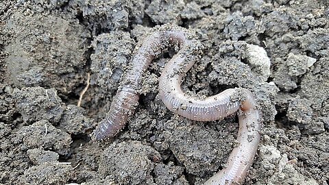 Earthworm