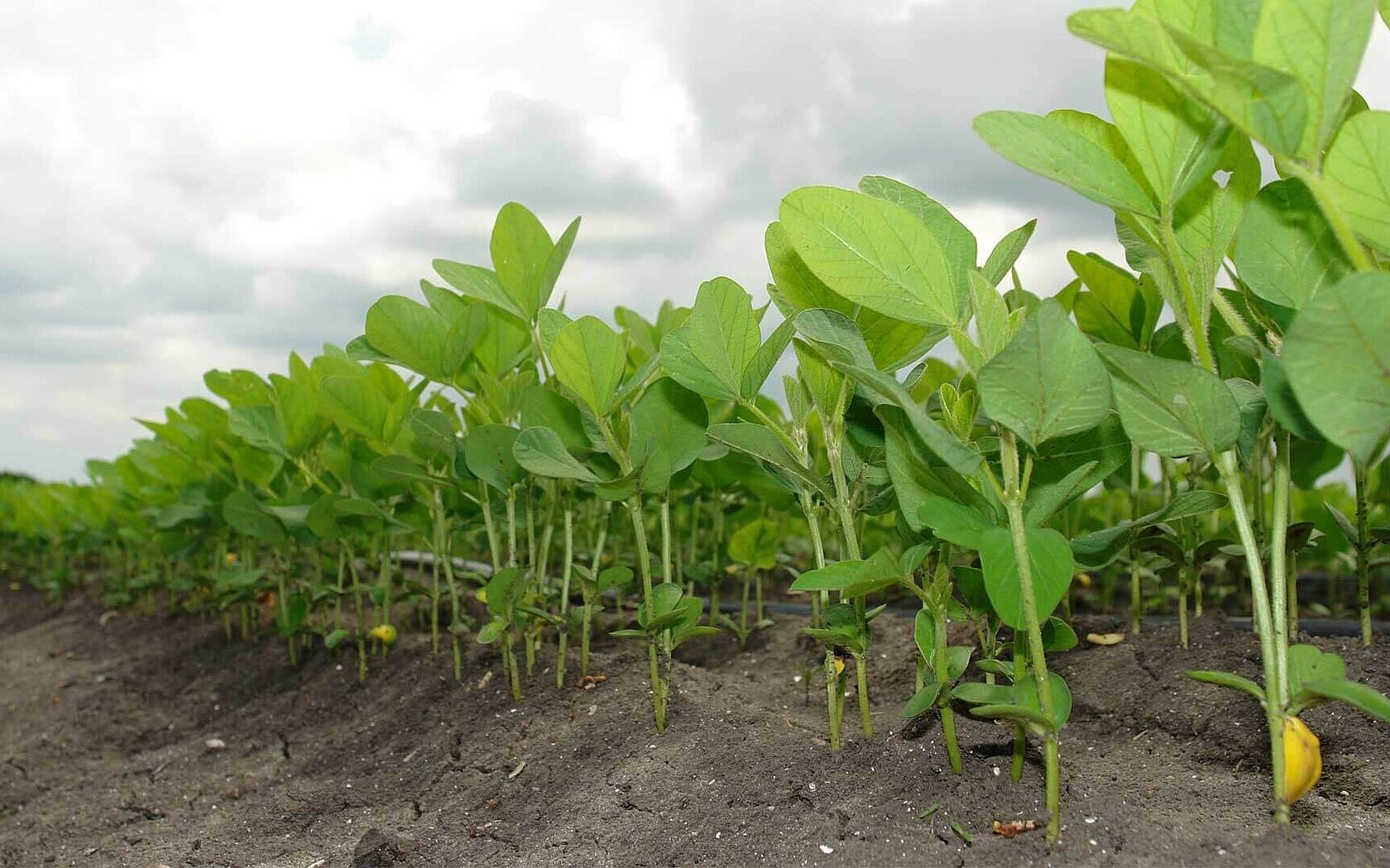 Soy plants