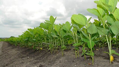 Soy plants