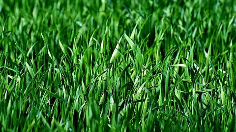 Grass