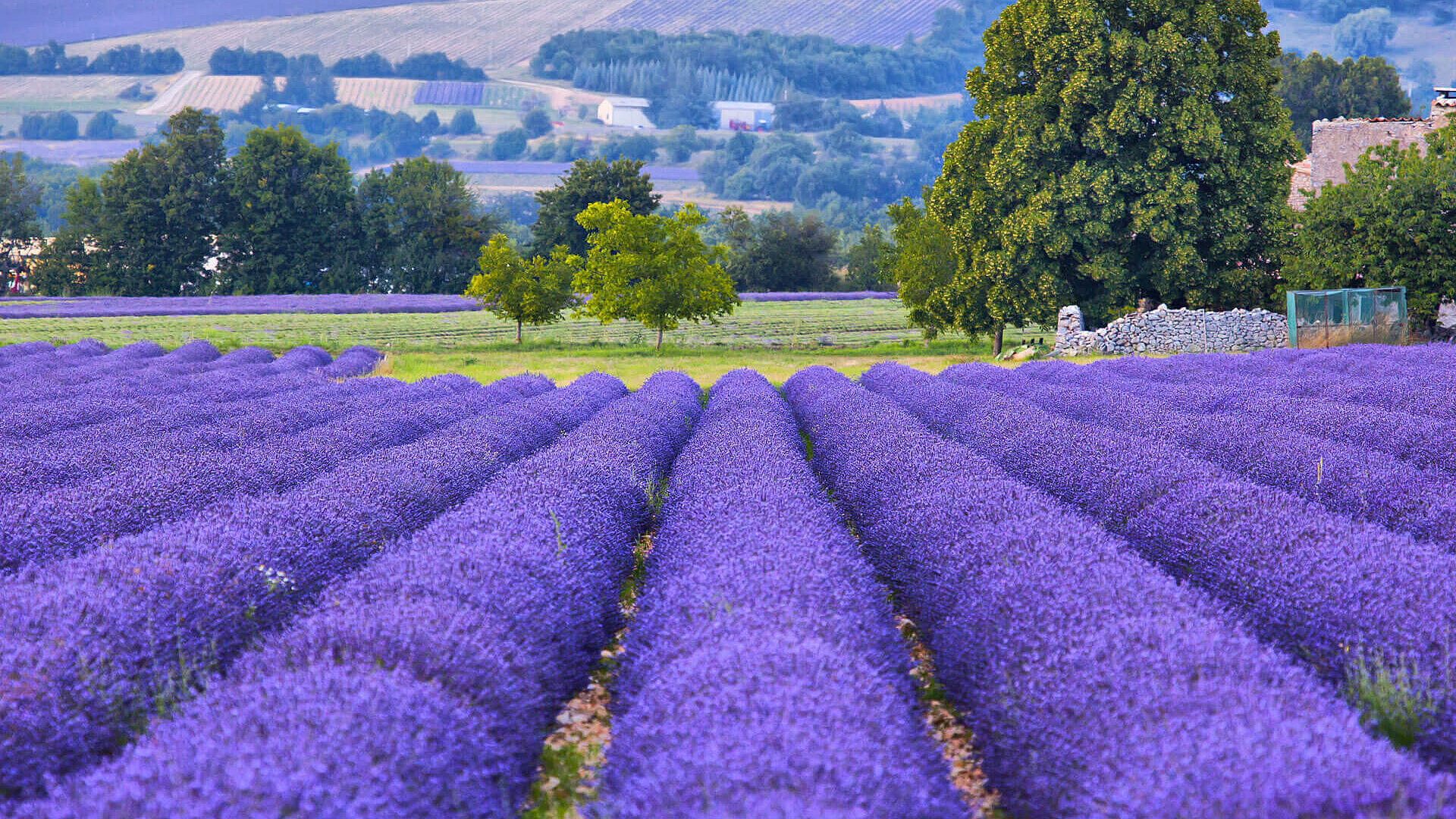 Field of lavender