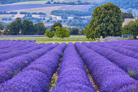 Field of lavender