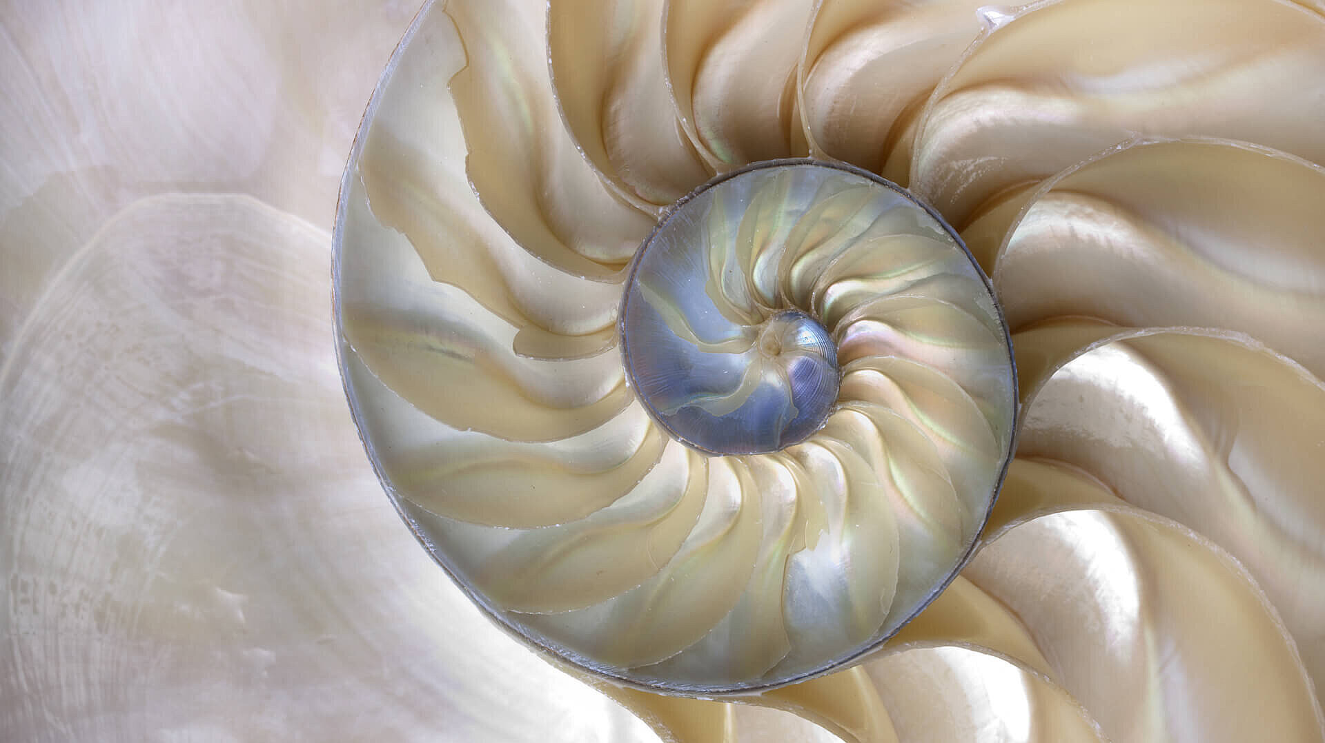 Oceanography shell