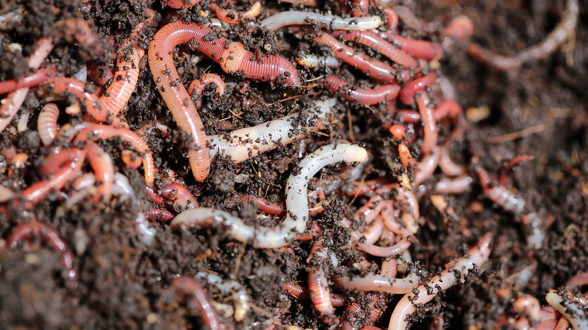 Ecology analysis worms