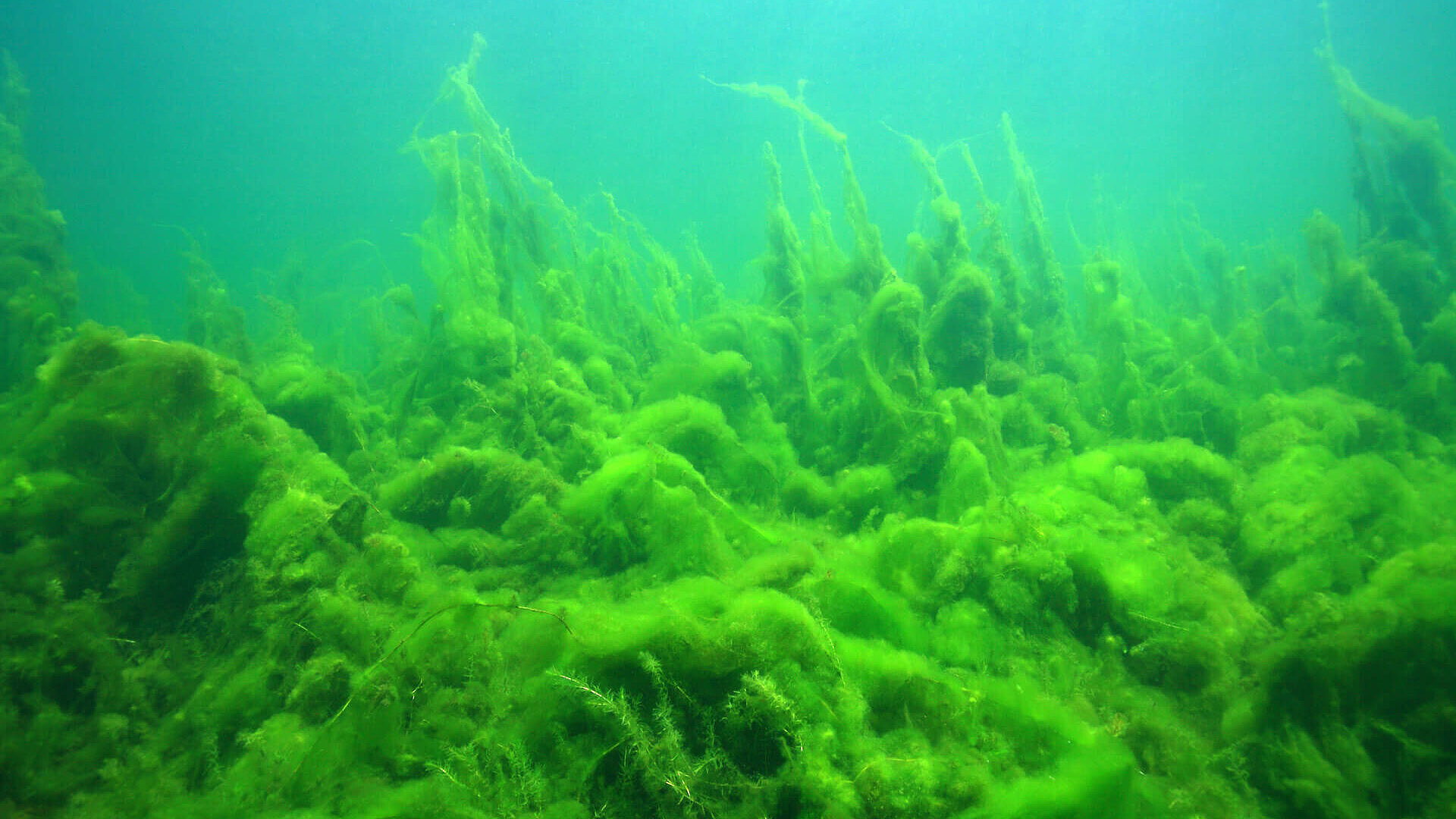 Eutrophication