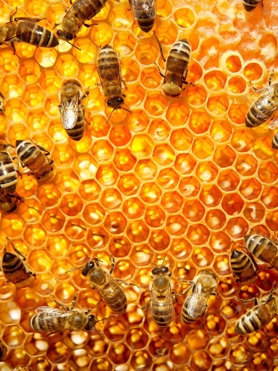Honeycomb