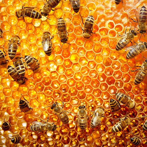 Honeycomb