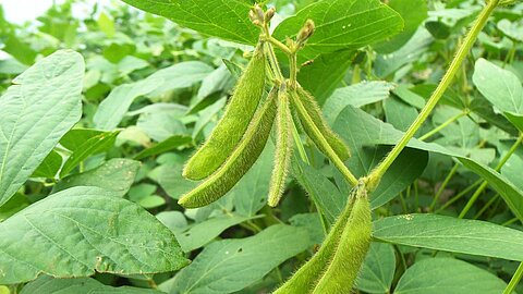 Soy plant