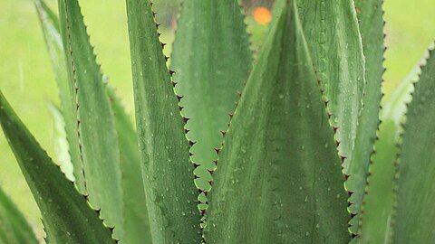Agave