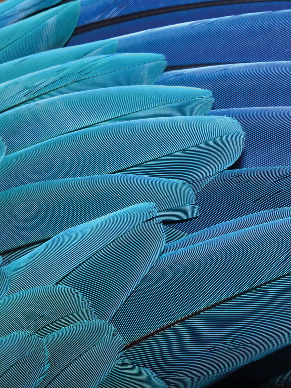 Bird feather