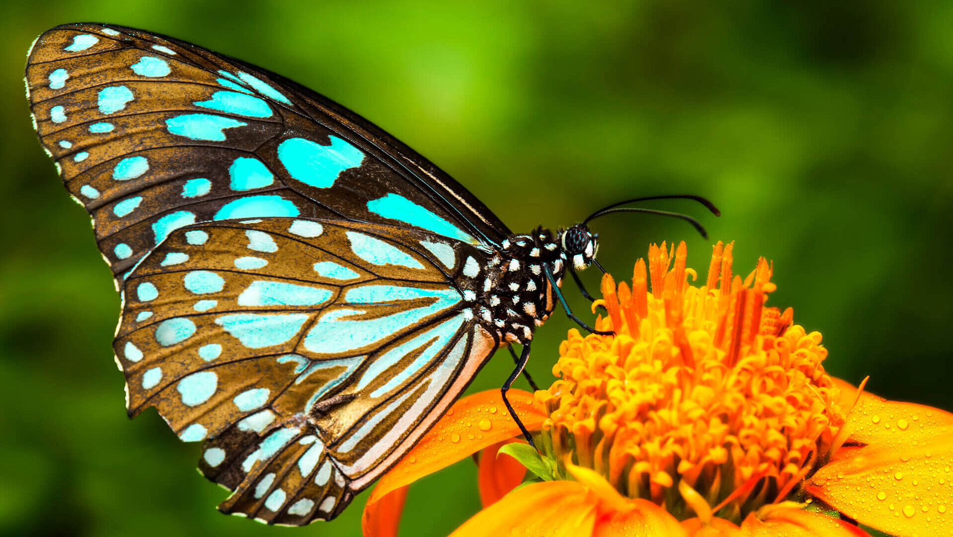 Ecology analysis butterfly