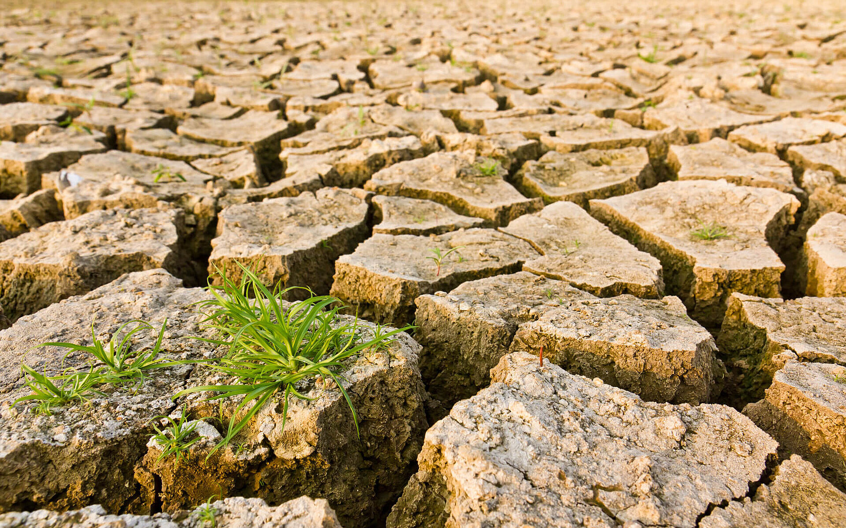 Climate research soil