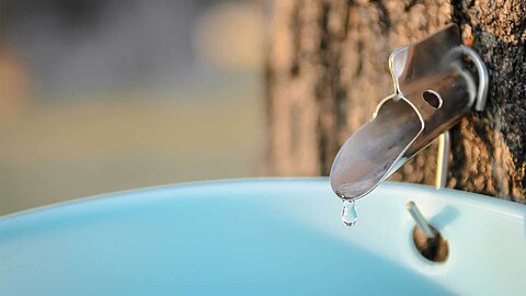 Maple syrup