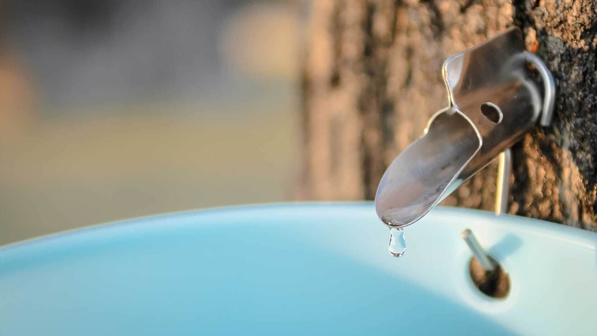 Maple syrup