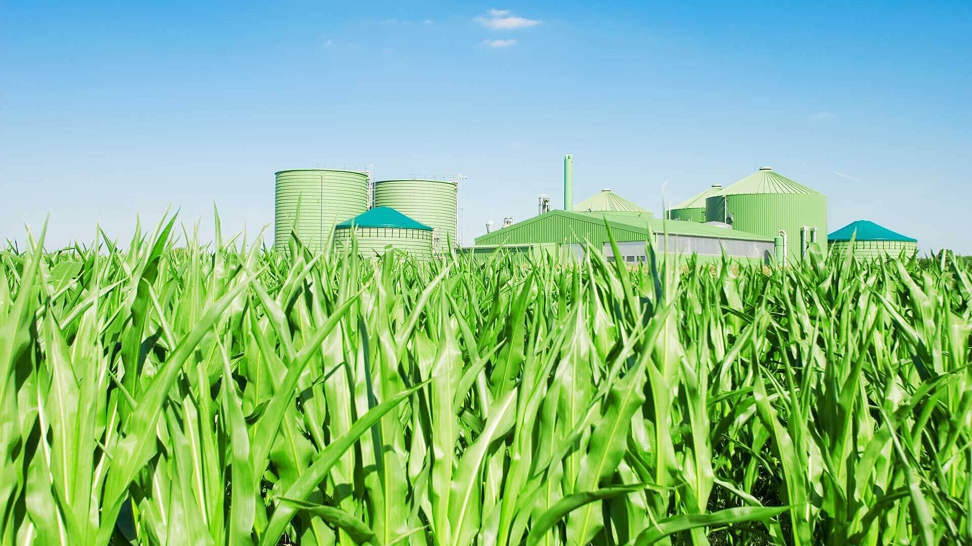 Biomass plant