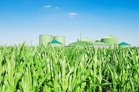 Biomass plant