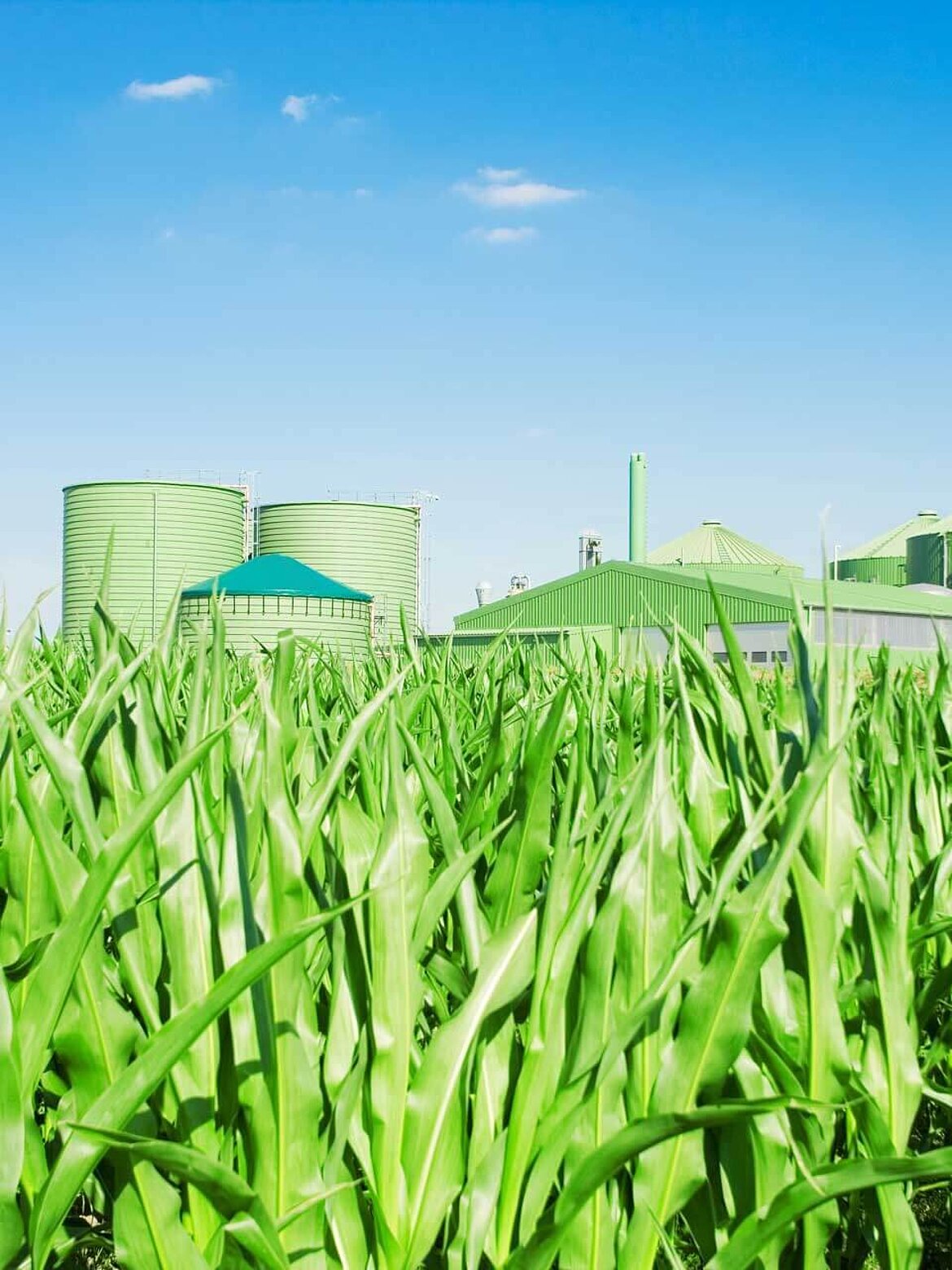 Biomass plant