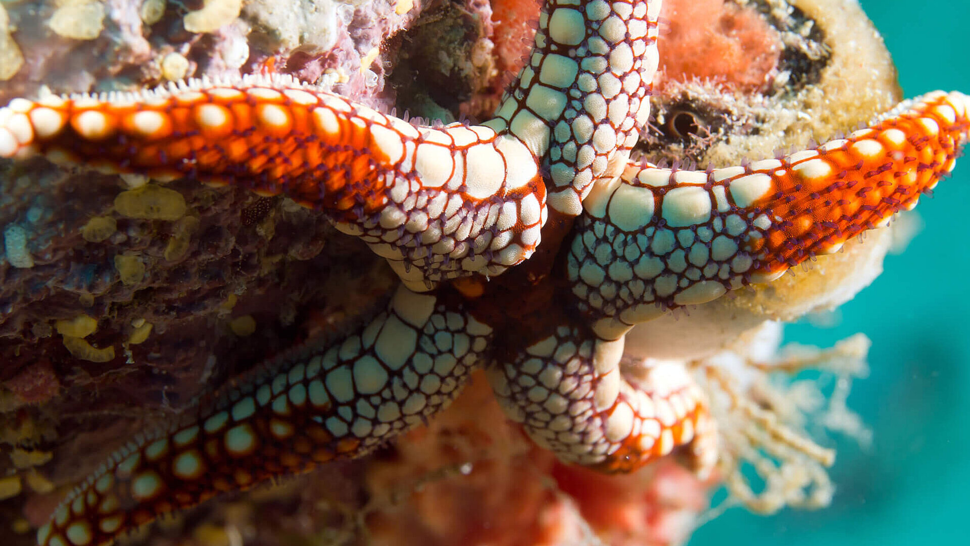 Oceanography starfish