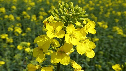 Rapeseed