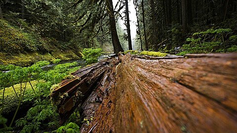 Wood