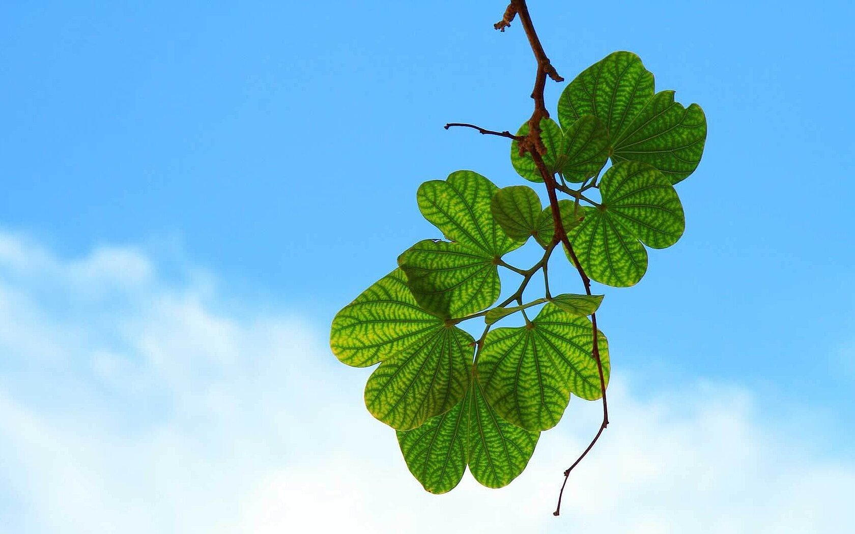 Leaves