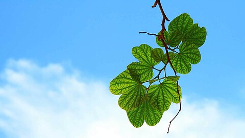 Leaves
