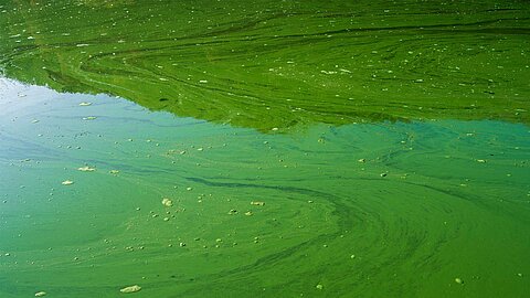 Blue-green algae or cyanobacteria in water