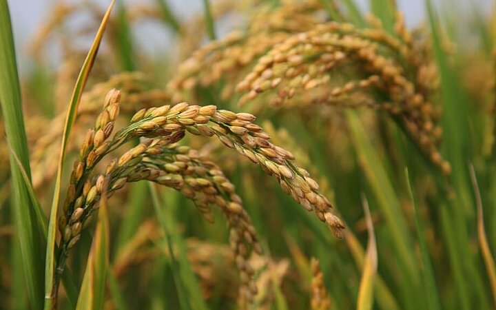 稳定同位素比质谱仪