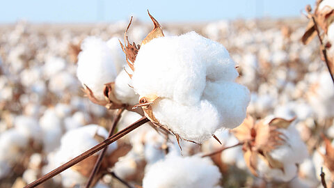 Raw cotton