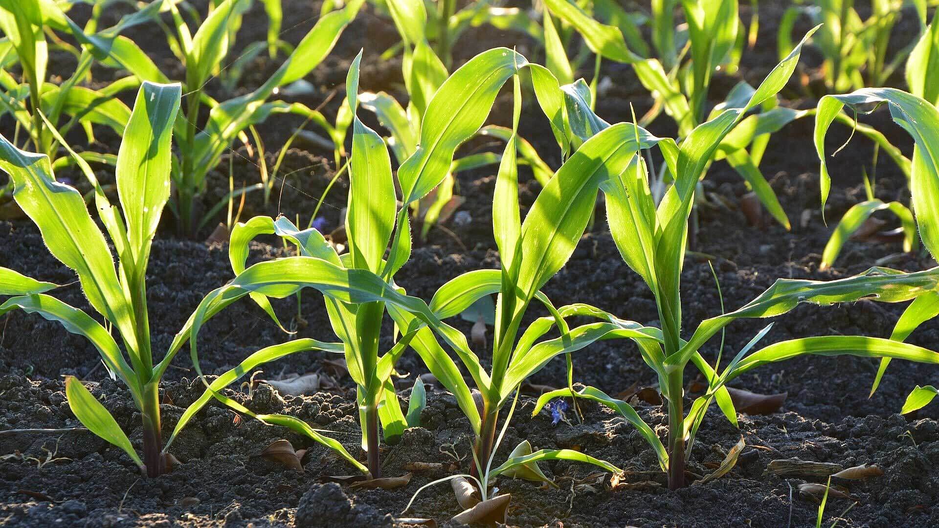 Corn plants