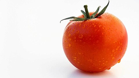 Tomato