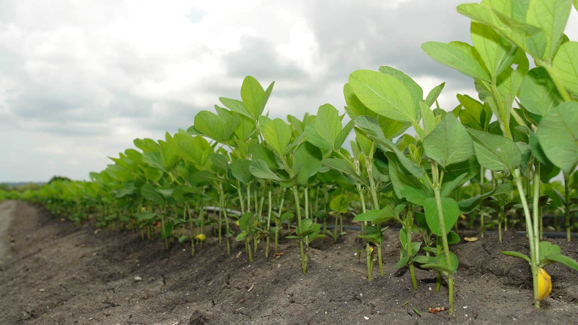 Soy plants