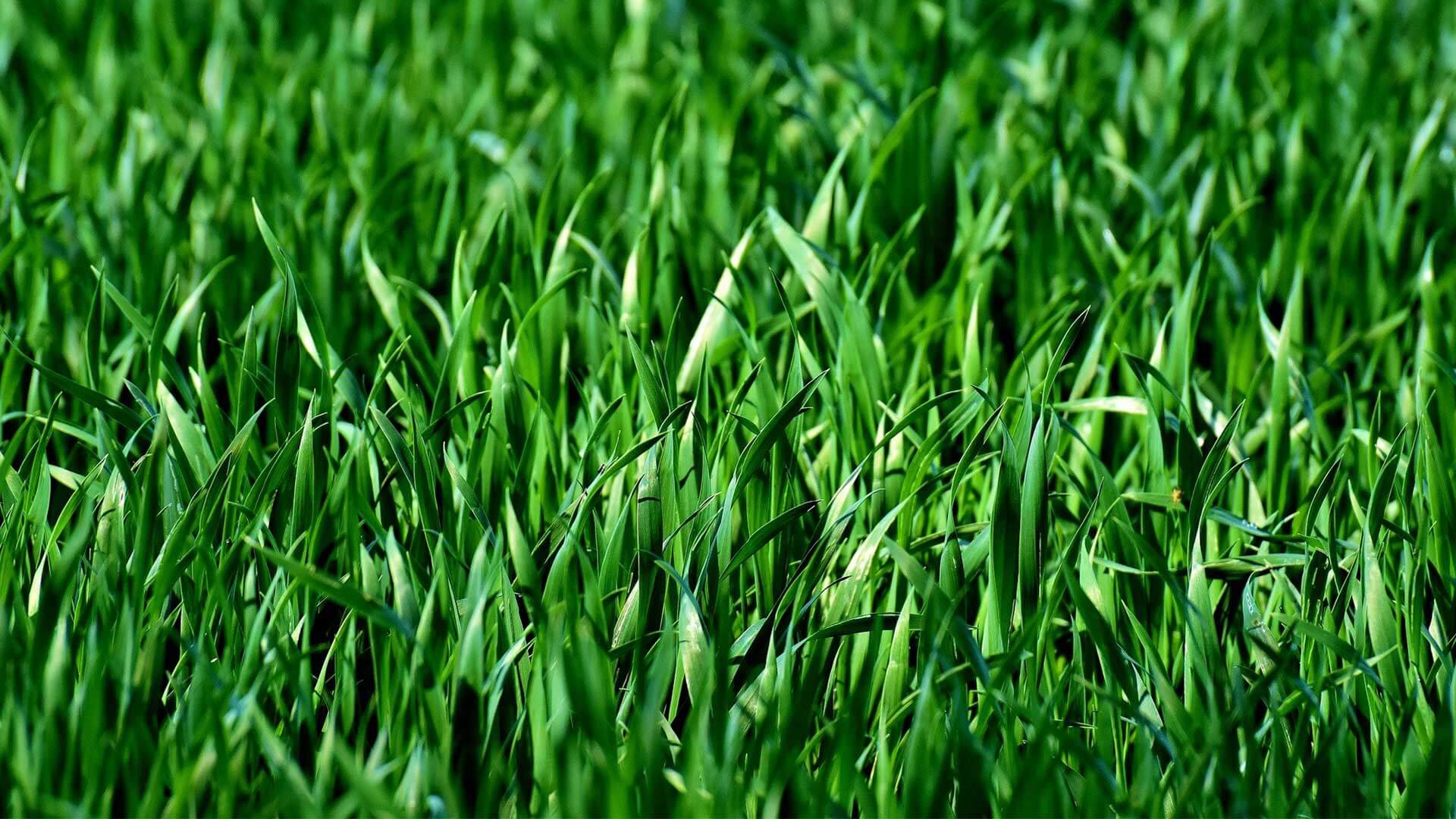 Grass