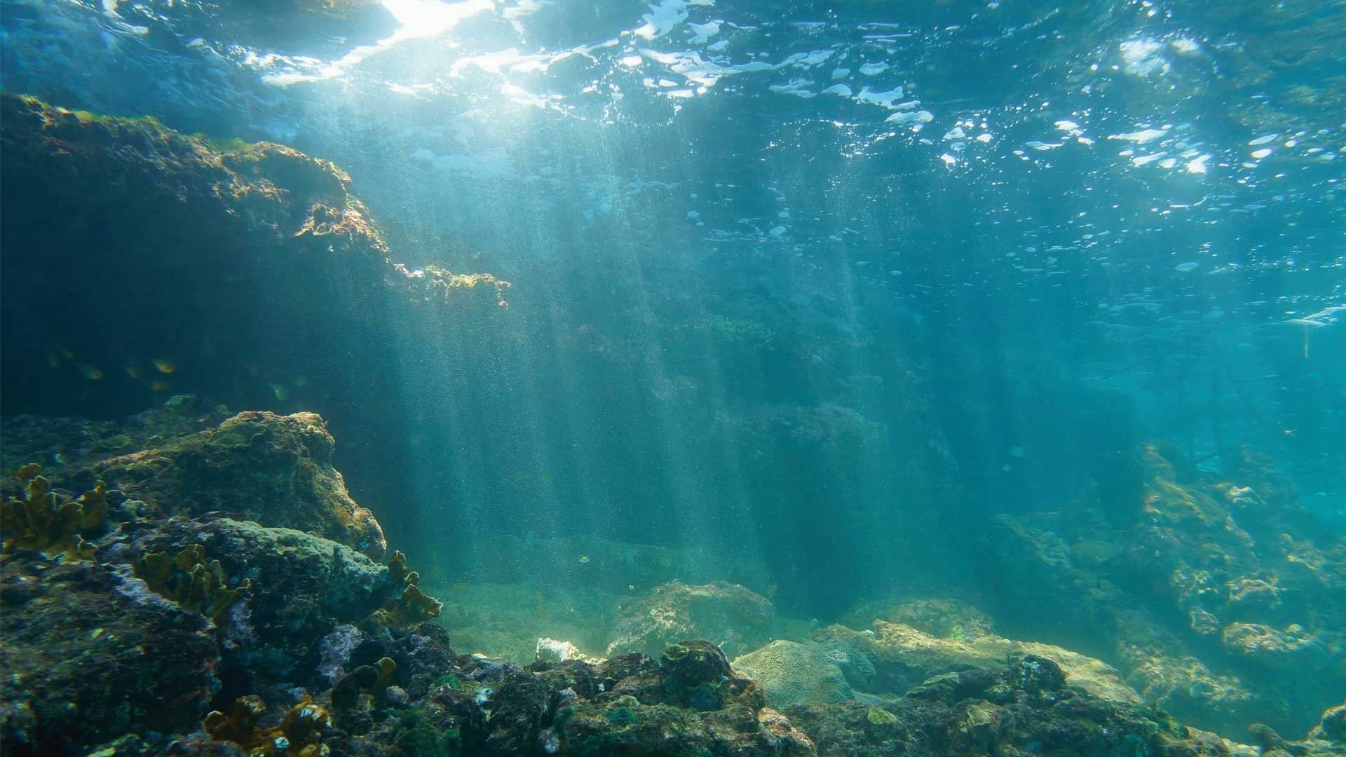 Reef in the ocean
