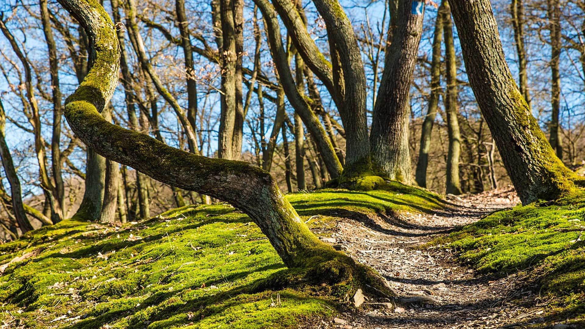 Trees