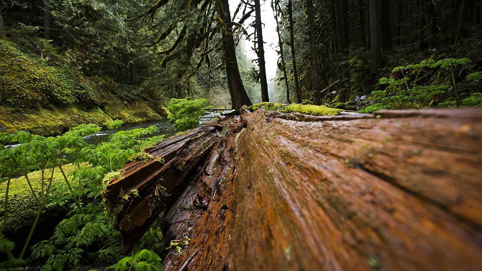Wood